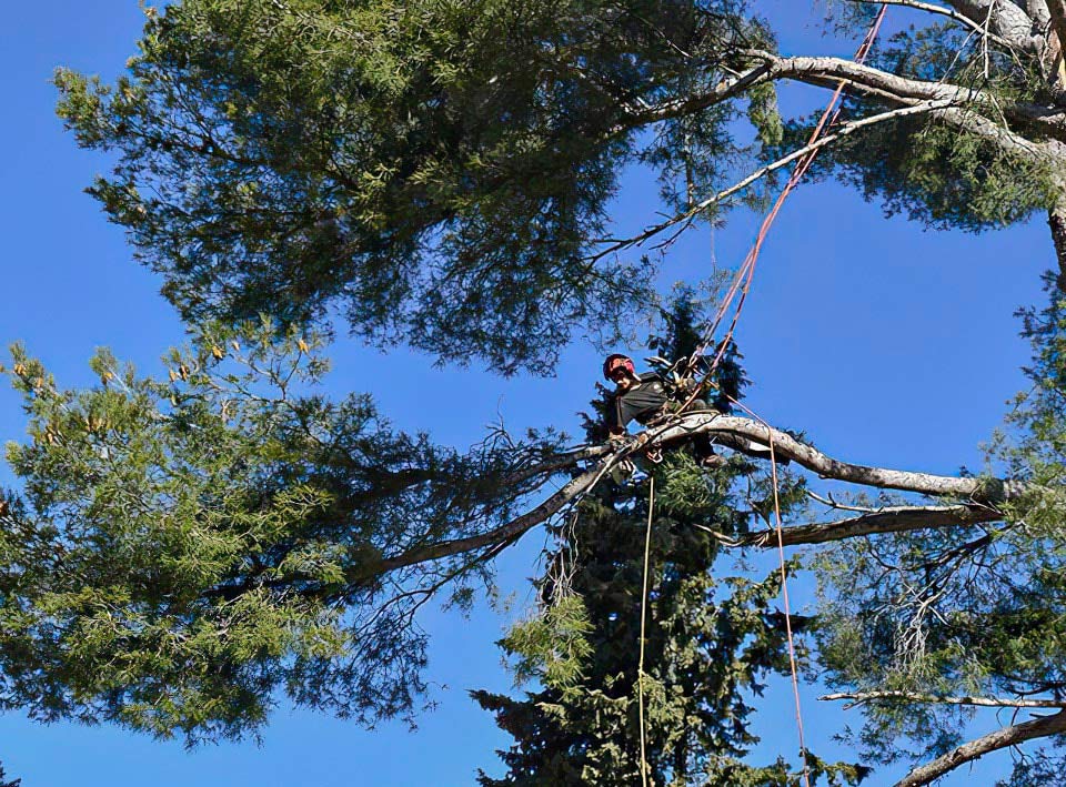 Élagage et abattage dans le Var