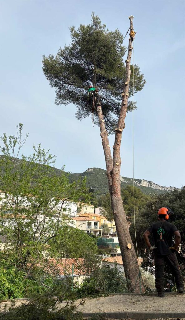 Taille des végétaux dans le Var